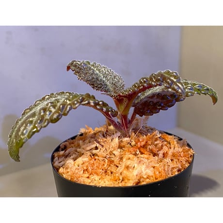 Nautilocalyx sp. 伊藤蟻植物農園