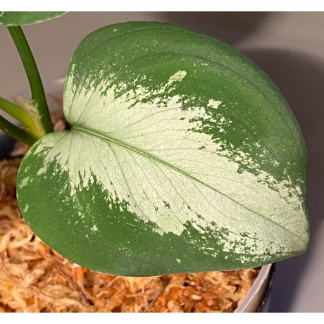 Aglaonema pictum from Aceh sumatera [GT1803]