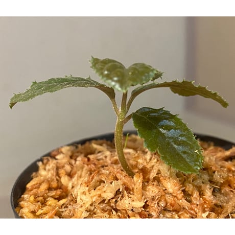 Ardisia sp. from Bengkulu [LA0315-1]