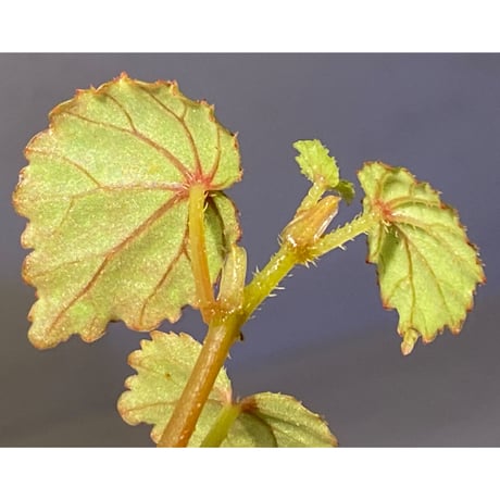 Begonia sp. from North Toraja [S0919-02] 伊藤蟻植物農園