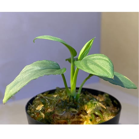 Homalomena cf. humilis from Sumatera Barat [LA0719-02]