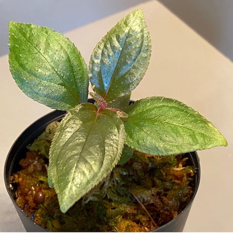 Sonerila sp. wf1 from Phang Nga Thailand [KZT]