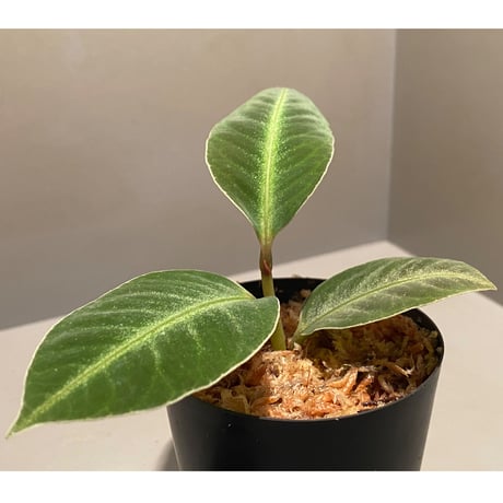 Ardisia malouiana from Sintang [HW0220-07]