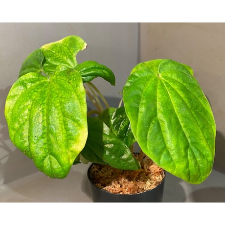 Peperomia sp. from Colombia [tanakay]