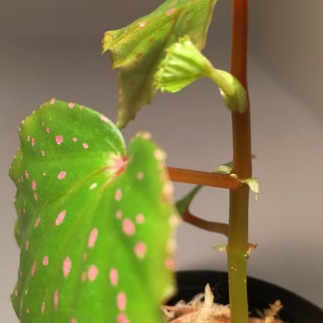 Begonia sp. from Sibu Sarawak