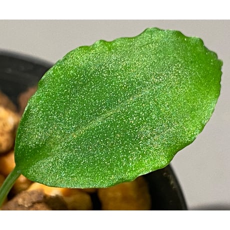 Homalomena sp. from Solok sumatera [LA0214-3]
