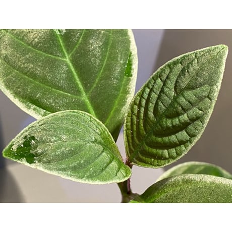 (大株) Cosmianthemum bullatum [LA0515-02]