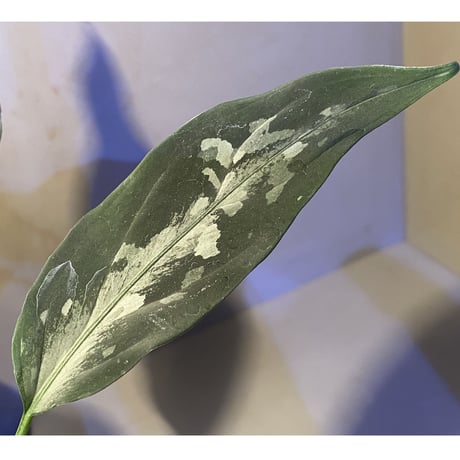 Aglaonema pictum A "しるば〜らいん" from Aceh sumatera [LA0315-4j]
