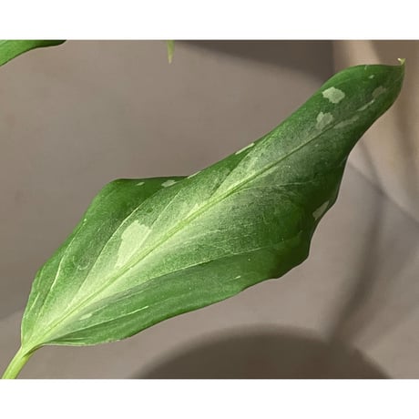 Aglaonema pictum A from Aceh sumatera [LA1115-03 i] ③