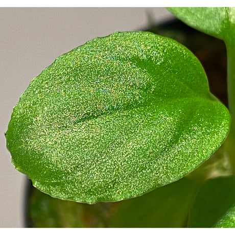 Homalomena sp. "Minimum" from Padan Utara [AZ0512-04]