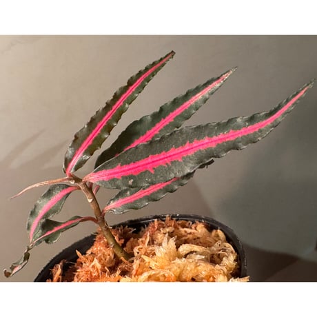 Labisia sp. from Vietnam