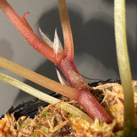 Begonia handelii var. prostrata from Viet Nam