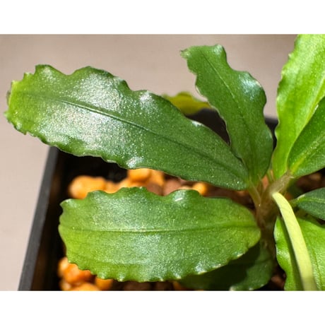 Bucephalandra sp. Type2 from Sintang kayu lapis [LA]