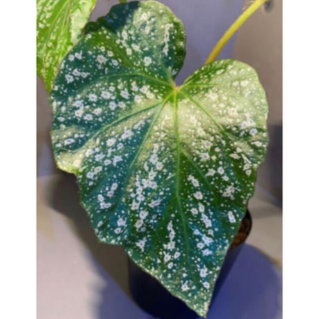 Begonia sp. from Na Hang [YH1118] TK