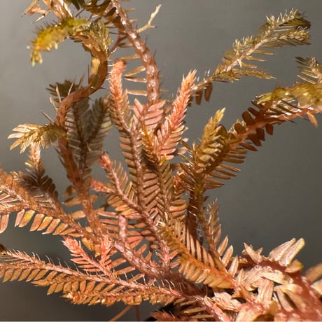 Selaginella sp. from Kapuas hulu