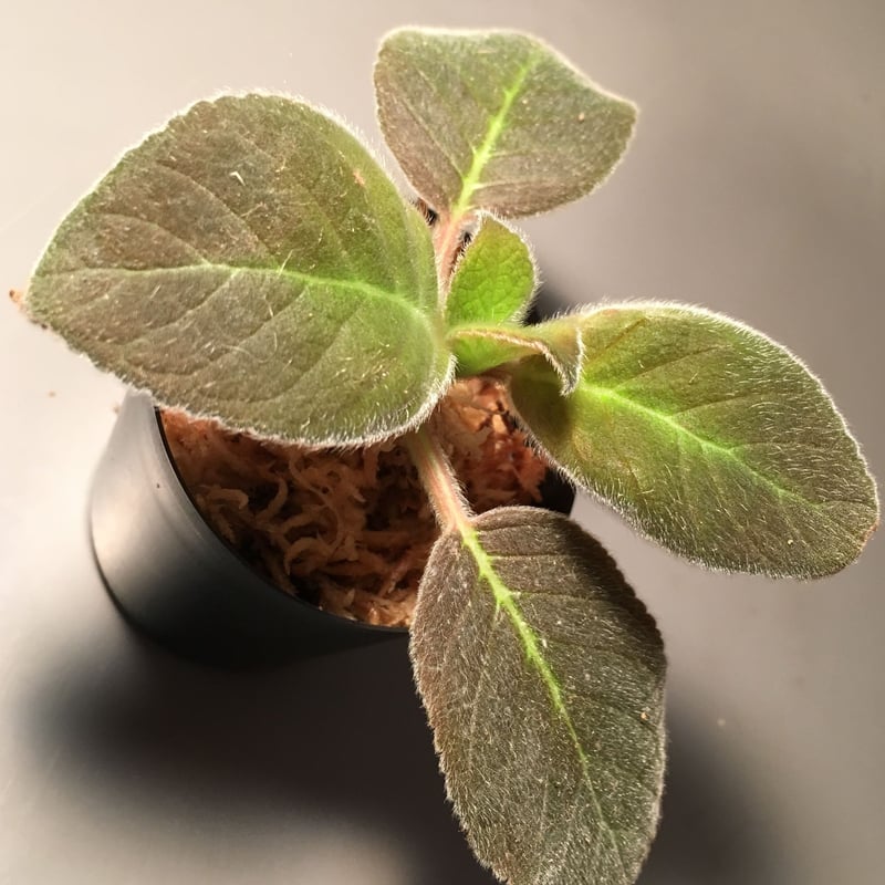 Episcia punctata from Ecuador | M・R・G・R