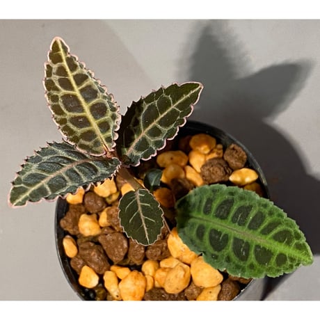 Emblemantha urnulata (Labisia sp.) from Riau sumatera [LA0815-01]