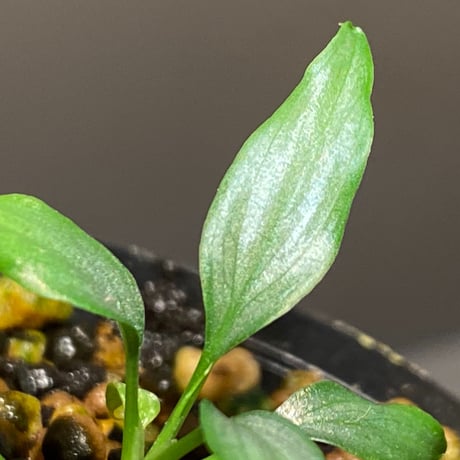 Homalomena sp. White leaf from "Pendang" Kal tengah [TB]