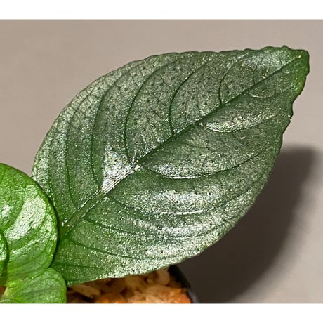 Ophiorrhiza? sp. "Kab. Sanggau" Kal barat [TB]
