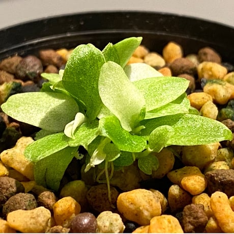 Schismatoglottis sp. "初霜錦" from Murung raya [LA0515-05]