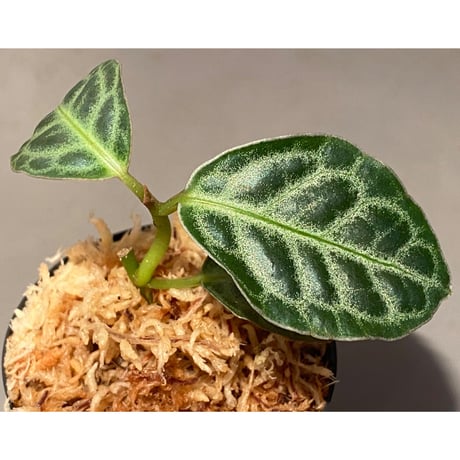 Ardisia sp. "Turtle Back" from Borneo