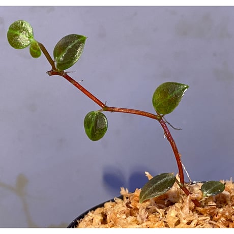 Peperomia sp. (インボイスbicolor)