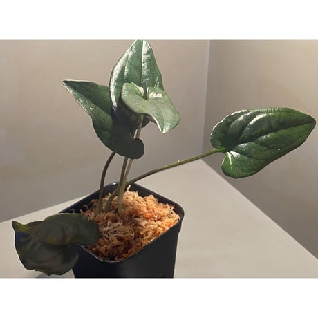 Syngonium sp. from Choco Colombia [tanakay]