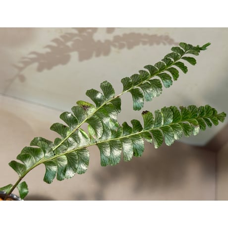 Lindsaea oblanceolata from Aceh sumatera