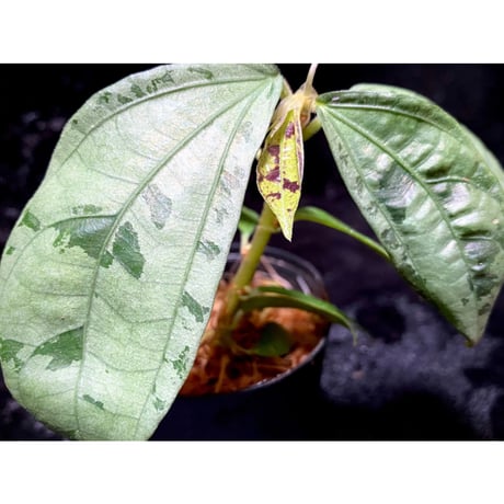 Elatostema sp. from Nopphitam [TK260915]