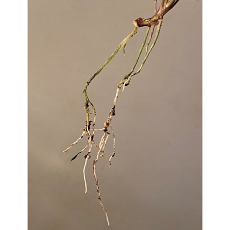Bucephalandra sp. from "Mangat" [MF0417-2A] ①