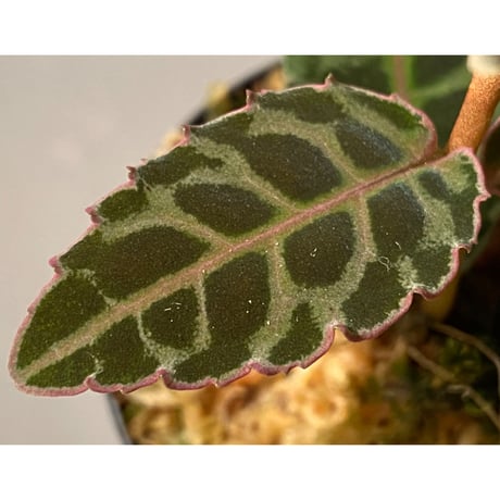 Emblemantha urnulata (Labisia sp.) from Riau sumatera [LA0815-01]
