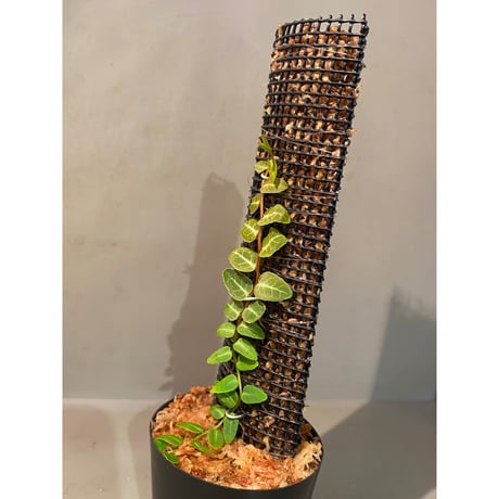Marcgravia umbellata [Equaflor-A]