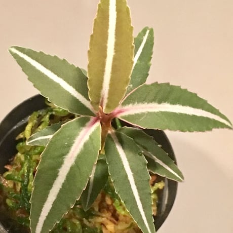 Labisia sp. from Hulu Kapuas Kalimantan barat