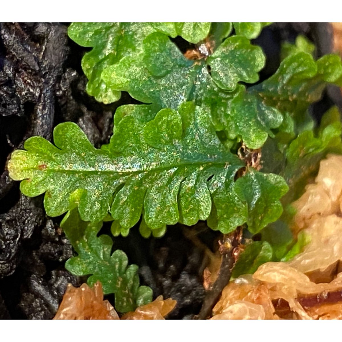 fit=scale-down,w=1200 fit=scale-down,w=1200