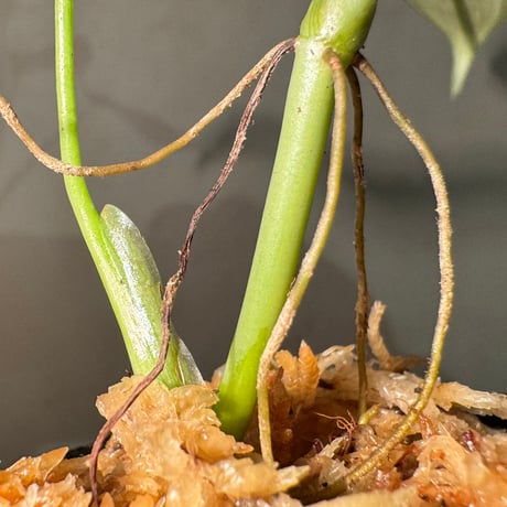 Philodendron melanochrysum