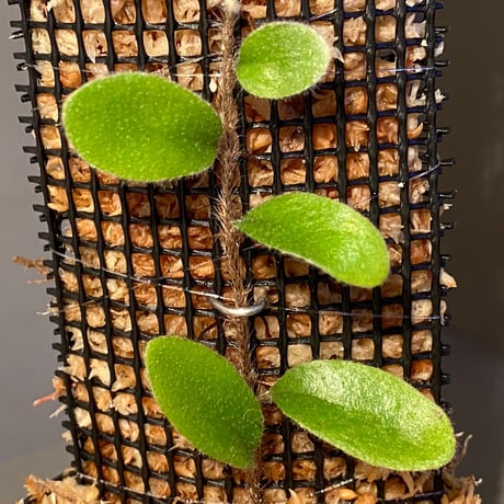 Pyrrosia nummularifolia from Santa Fe Luzon Philippines [KSB]