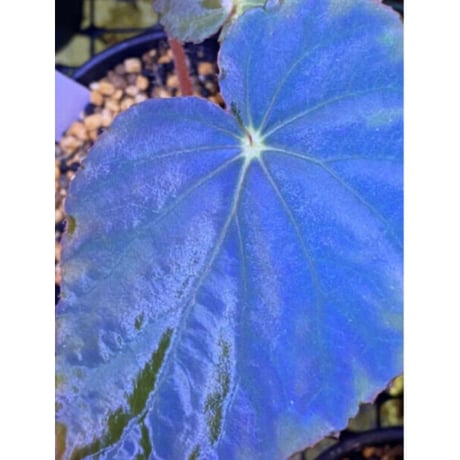 Begonia pavonina from Malaysia