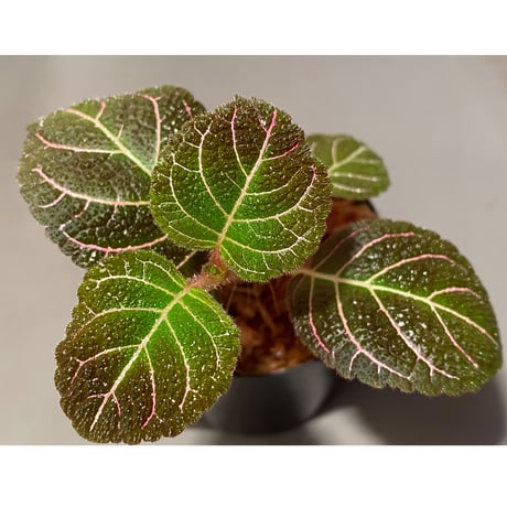 Pearcea hypocyrtiflora from Rio Napo Ecuador [tanakay] 赤葉脈