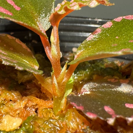 Begonia sp. ぼっち株 from Julau [R1214-01b]