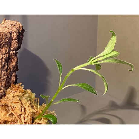 Columnea cf. crassifolia from Colombia [LA0316-03-f1]
