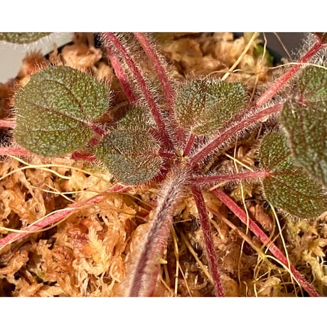 Sonerila dongnathamensis [LA]