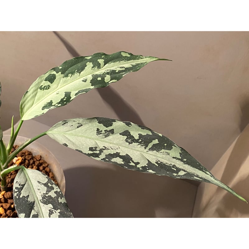 朝方迄限定特価【Weed】Aglaonema pictum Aglaonema pictum [LA0915-z-s-11] | M・R・G・R