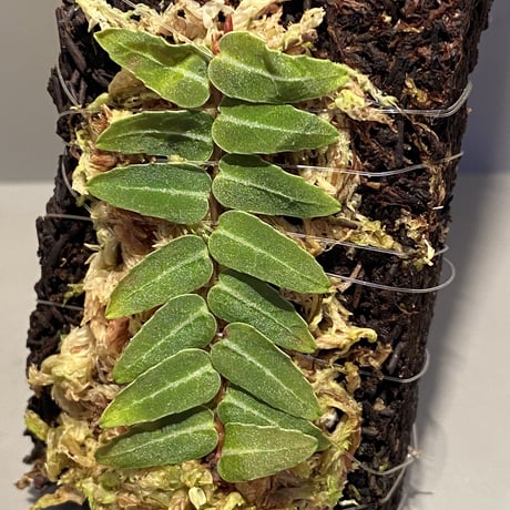 Marcgravia umbellata [Equaflor-A]