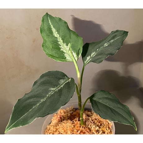 Aglaonema pictum "BB4.5th" BNN from Sibolga timur [AZ0617-43] No4
