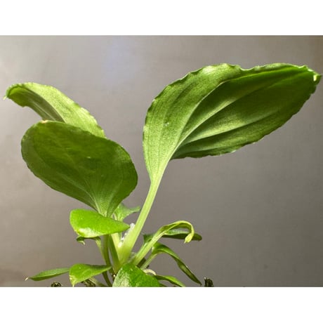 Homalomena sp. "Kayu Lapis" White Kal-barat [TB]