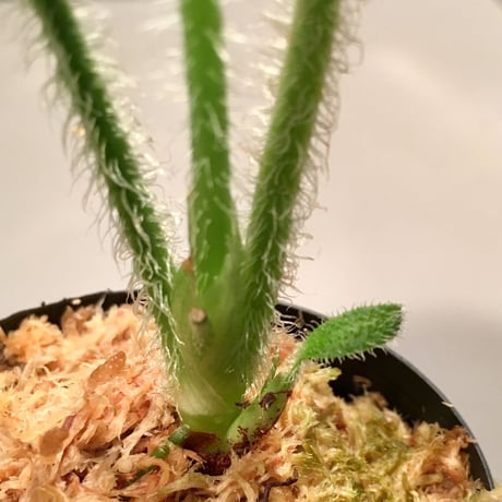 Schismatoglottis sp. from Kalimantan barat