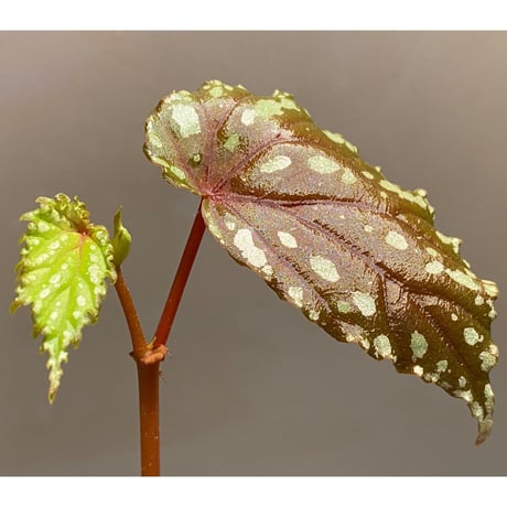 Begonia penrissenensis from Gunung Penrissen Sarawak