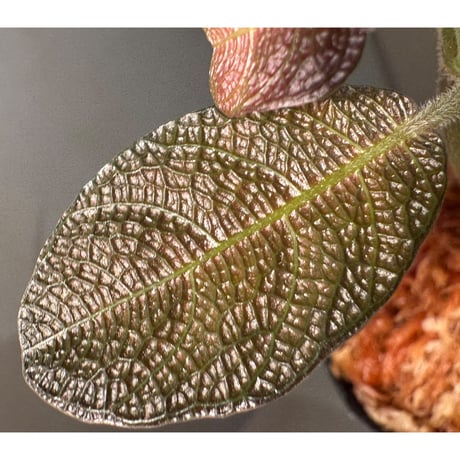 Ophiorrizha sp. from Kapuas hulu West Kalimantan