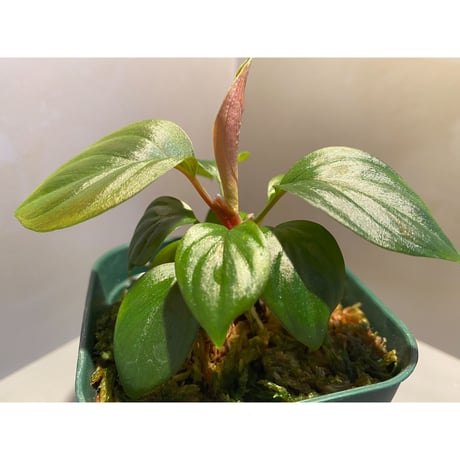 Homalomena sp. from West Kalimantan