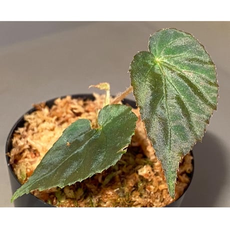 Begonia pavonina from Malaysia